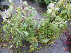 lot 204 image: Engelman Virginia Creeper, qty 2...