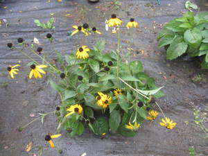 lot 207 image: Rudebeckia, qty 3...