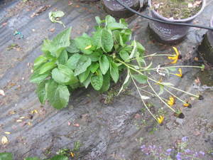 lot 208 image: Rudbeckia, qty 2...