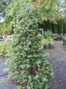 lot 209 image: Japanese upright Yew, approx 4ft, q...