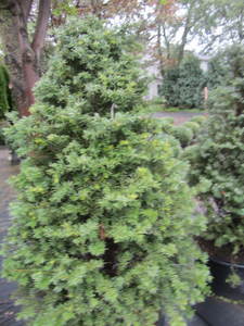 lot 210 image: Japanese upright Yew, approx 4ft, q...
