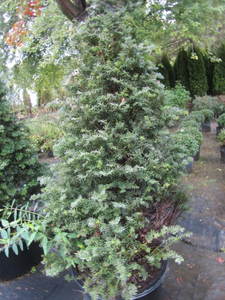 lot 211 image: Japanese upright Yew, approx 4ft, q...