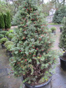 lot 212 image: Japanese upright Yew, approx 4ft, q...