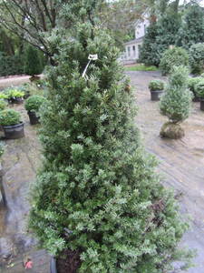 lot 213 image: Japanese upright Yew, approx 4ft, q...