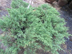 lot 214 image: Arcadia Juniper, spreading, qty 4...