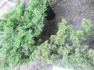 lot 215 image: Arcadia Juniper, spreading, qty 4...