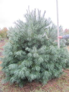 lot 108 image: White pine, 8ft...