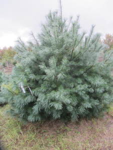 lot 109 image: White pine, 9ft...