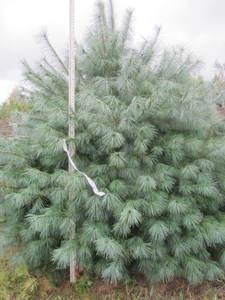 lot 110 image: White pine, 9ft...