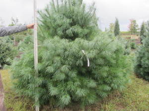 lot 111 image: White pine, 8ft...