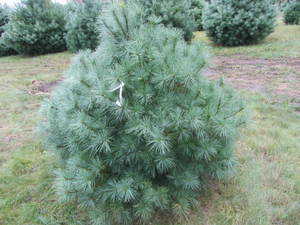 lot 112 image: White pine, 5ft...