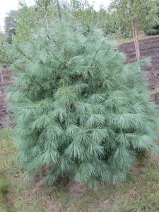 lot 114 image: White pine, 7ft...