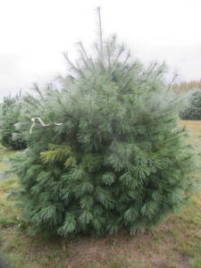 lot 117 image: White pine, 8ft...