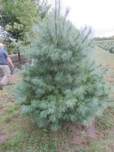 lot 116 image: White pine, 7ft...