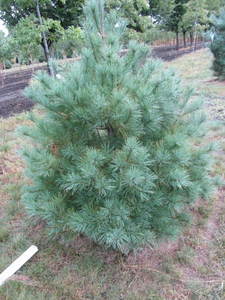 lot 118 image: White pine, 5ft...