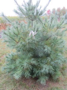 lot 119 image: White pine, 6ft...