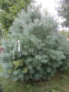 lot 120 image: White pine, 9ft...