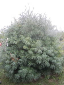 lot 121 image: White pine, 8ft...