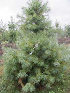 lot 122 image: White pine, 8ft...