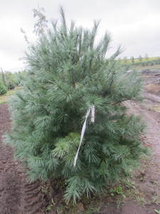 lot 123 image: White pine, 6ft...