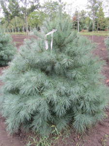 lot 124 image: White pine, 4ft...