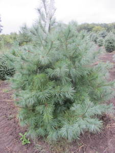lot 125 image: White pine, 5ft...