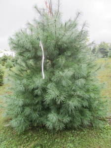 lot 126 image: White pine, 7ft...