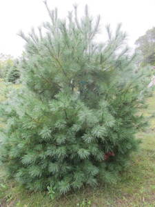 lot 127 image: White pine, 7ft...