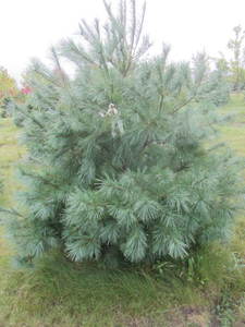 lot 128 image: White pine, 7ft...