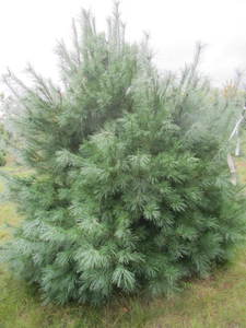 lot 129 image: White pine, 8ft...
