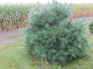lot 130 image: White pine, 6ft...