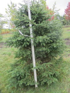 lot 131 image: Black Hills Spruce, park grade, 7ft...