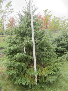 lot 132 image: Black Hills Spruce, park grade, 8ft...