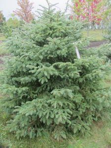 lot 133 image: Black Hills Spruce, park grade, 5ft...