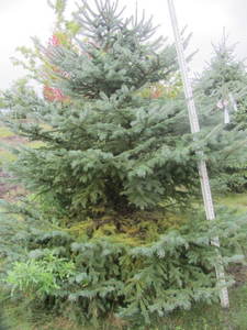 lot 134 image: Black Hills Spruce, park grade, 7ft...