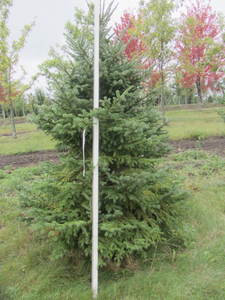 lot 135 image: Black Hills Spruce, park grade, 7ft...