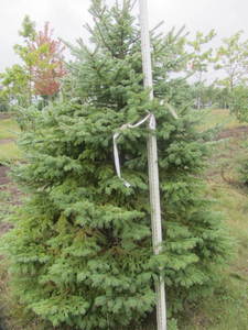lot 137 image: Black Hills Spruce, park grade, 7ft...