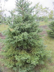 lot 138 image: Black Hills Spruce, park grade, 6ft...