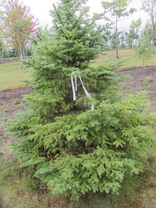 lot 139 image: Black Hills Spruce, park grade, 5ft...