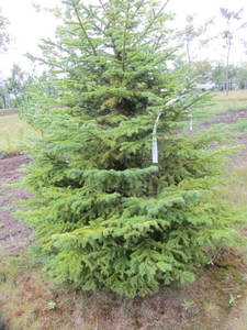 lot 140 image: Black Hills Spruce, park grade, 6ft...