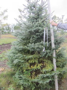 lot 141 image: Black Hills Spruce, park grade, 7ft...