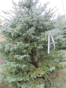 lot 142 image: Black Hills Spruce, park grade, 7ft...