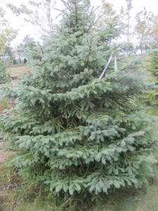 lot 143 image: Black Hills Spruce, park grade, 7ft...