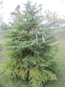 lot 144 image: Black Hills Spruce, park grade, 7ft...