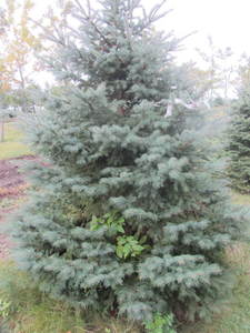 lot 145 image: Black Hills Spruce, park grade, 8ft...