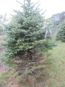 lot 146 image: Black Hills Spruce, park grade, 7ft...