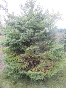lot 147 image: Black Hills Spruce, park grade, 7ft...