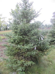 lot 148 image: Black Hills Spruce, park grade, 7ft...