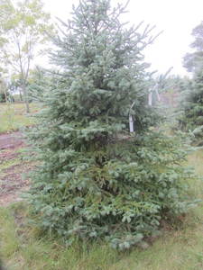 lot 149 image: Black Hills Spruce, park grade, 7ft...