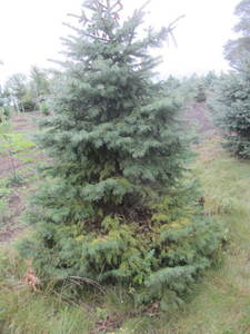 lot 150 image: Black Hills Spruce, park grade, 7ft...